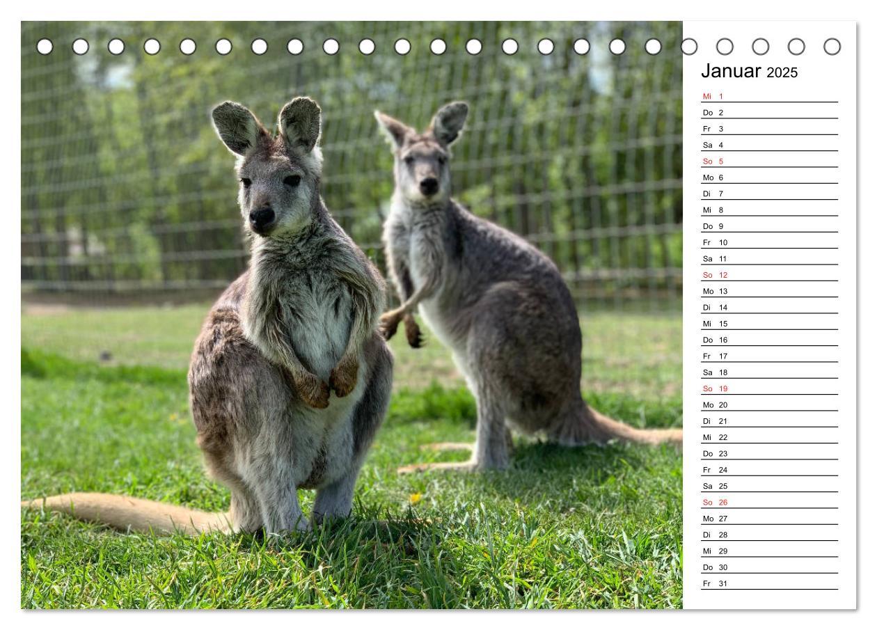 Bild: 9783435185252 | Das schöne Australien (Tischkalender 2025 DIN A5 quer), CALVENDO...