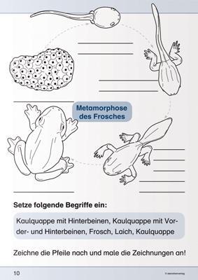 Bild: 9783939293439 | Ich kenne den Frosch - Lebenszyklus | Katrin Langhans | Taschenbuch