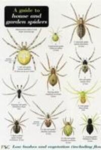 Cover: 9781851538799 | Lewington, R: A Guide to House and Garden Spiders | Richard Lewington