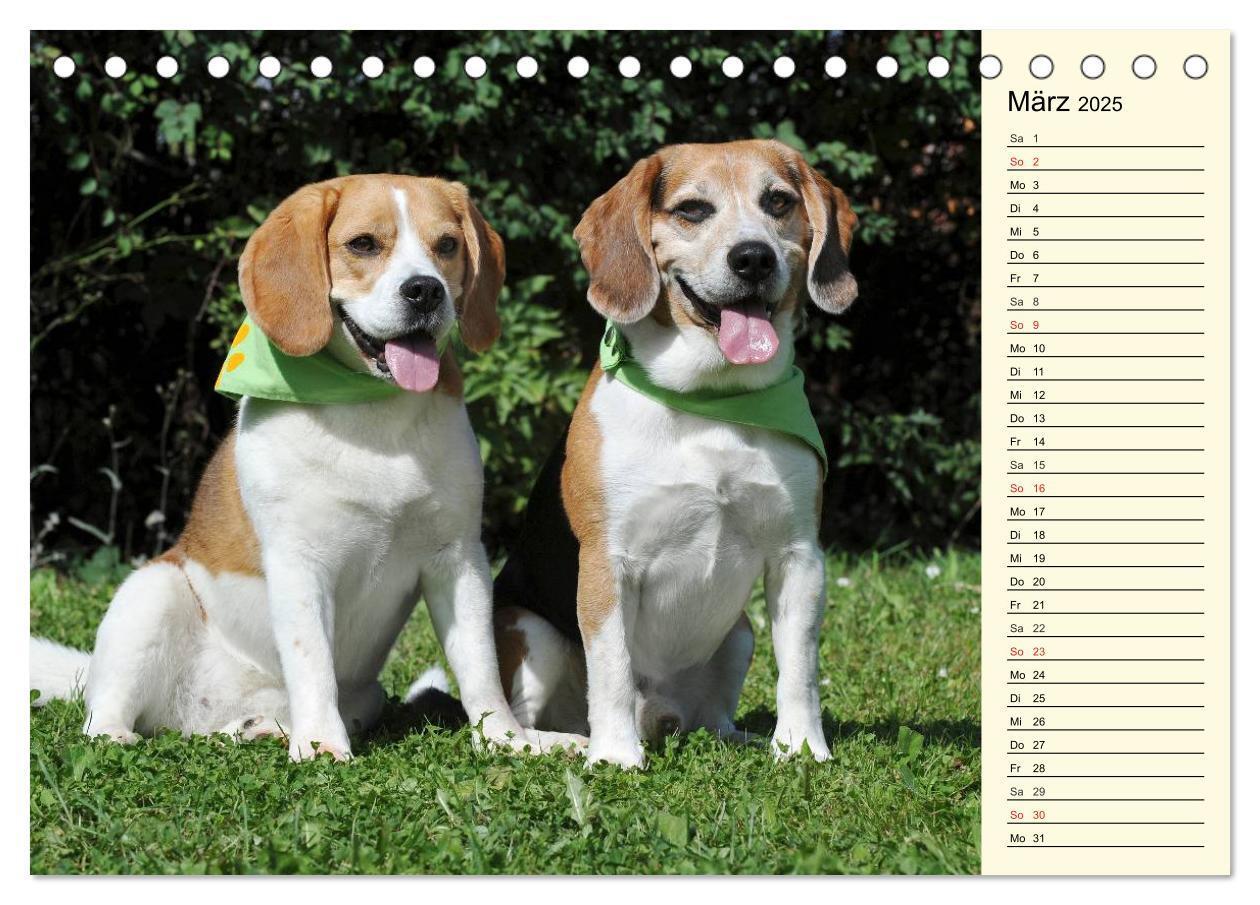 Bild: 9783435540396 | Beagle - Herz auf 4 Pfoten (Tischkalender 2025 DIN A5 quer),...