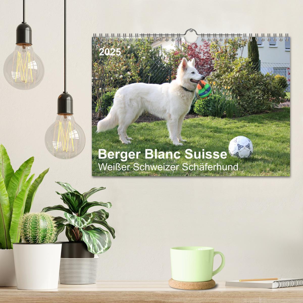 Bild: 9783435237982 | Berger Blanc Suisse - Weißer Schweizer Schäferhund (Wandkalender...