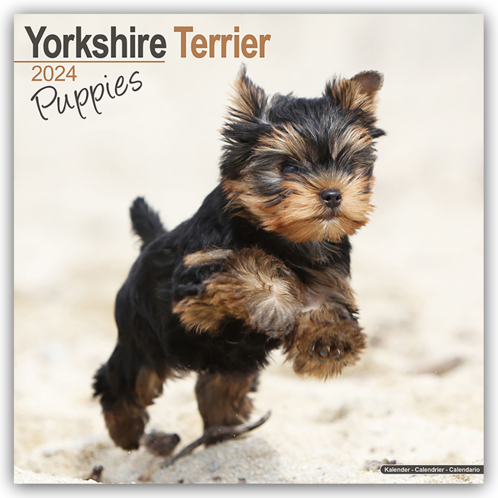 Cover: 9781804601174 | Yorkshire Terrier Puppies - Yorkshire Terrier Welpen 2024...