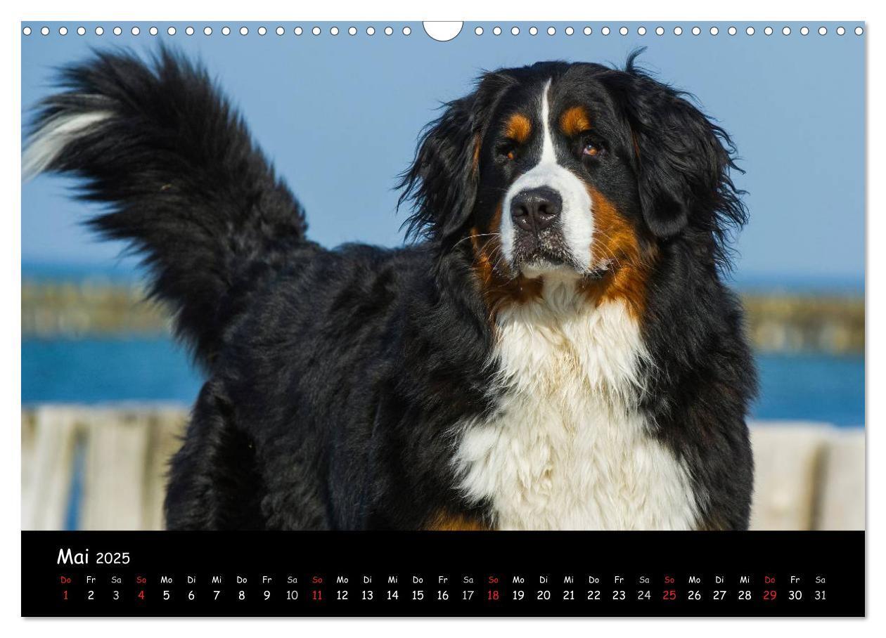 Bild: 9783435770465 | Berner Sennenhund 2025 (Wandkalender 2025 DIN A3 quer), CALVENDO...