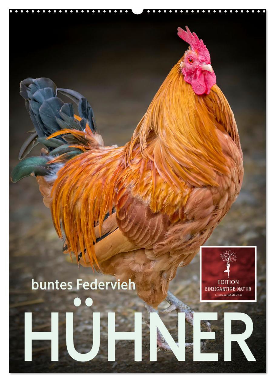 Cover: 9783435930760 | Hühner - buntes Federvieh (Wandkalender 2025 DIN A2 hoch), CALVENDO...