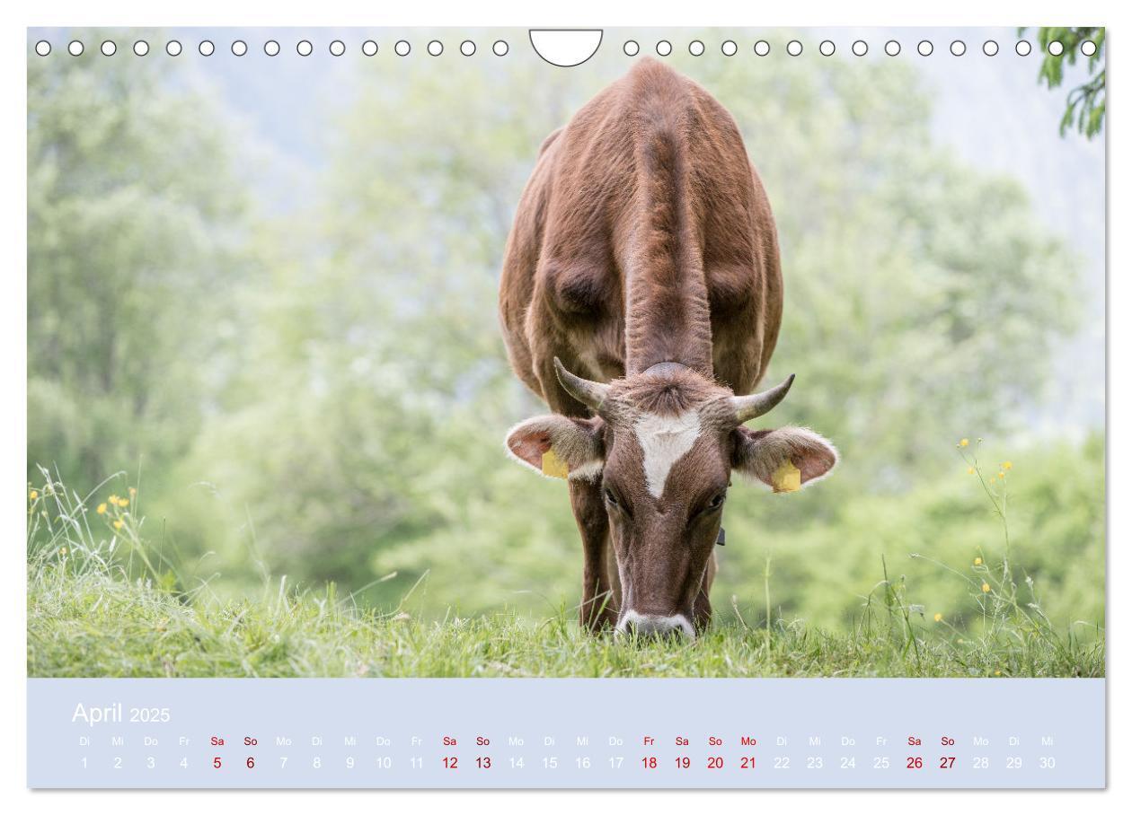 Bild: 9783383832260 | Allgäuer Rindvieh 2025 (Wandkalender 2025 DIN A4 quer), CALVENDO...