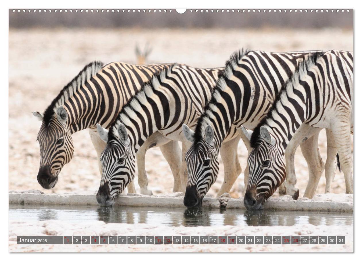 Bild: 9783435118694 | Afrikas Tierwelt, Safari im südlichen Afrika (Wandkalender 2025 DIN...