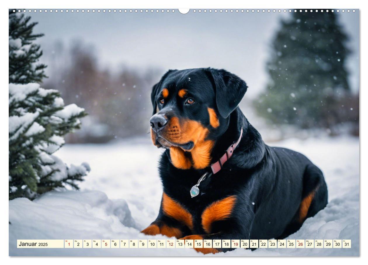 Bild: 9783457128886 | Rottweiler - die Beschützer (Wandkalender 2025 DIN A2 quer),...