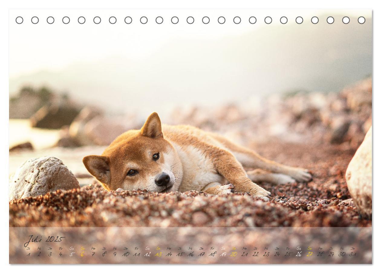 Bild: 9783435050956 | Shiba Inu - mutig, treu, selbstbewusst (Tischkalender 2025 DIN A5...