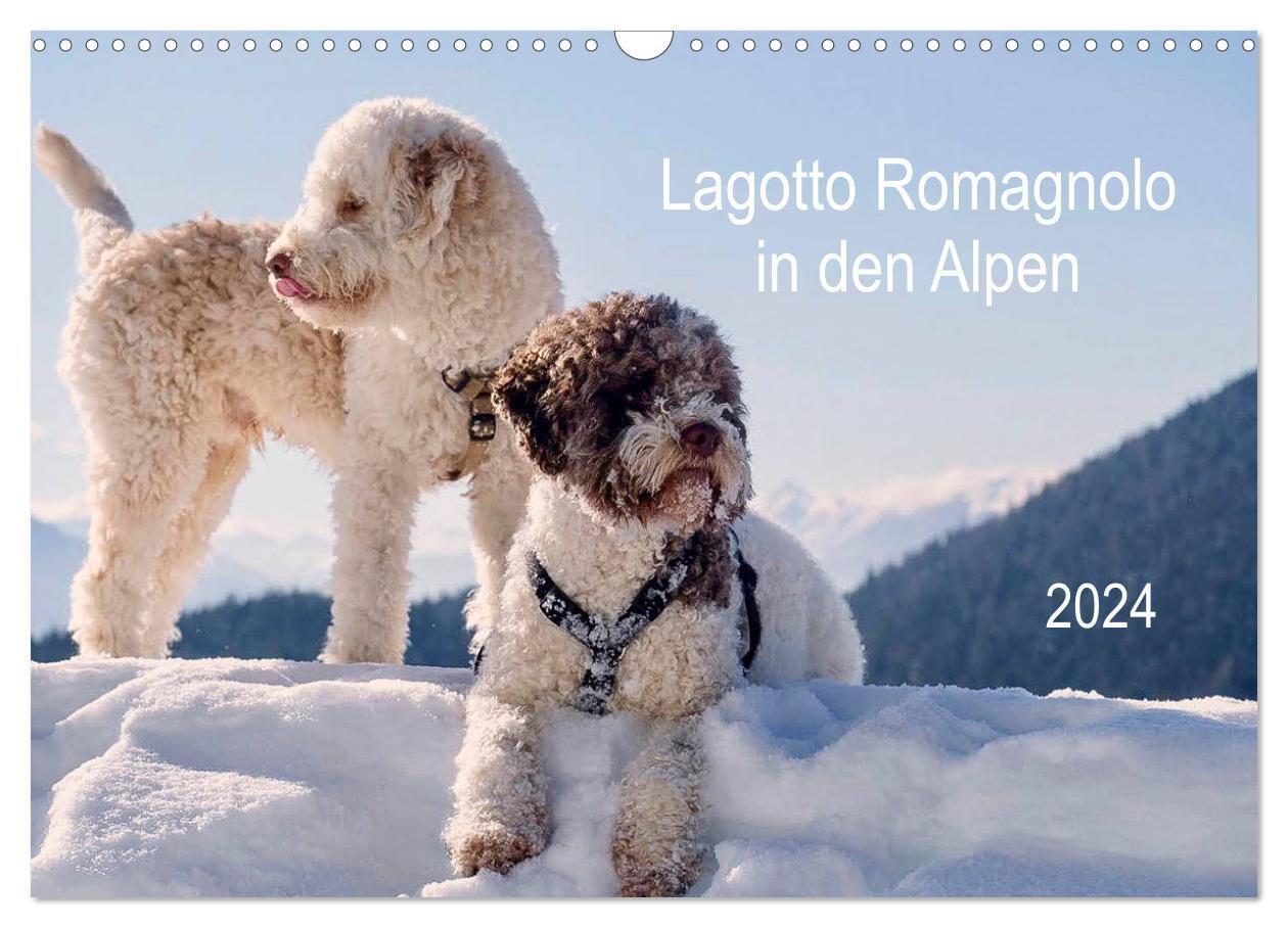 Cover: 9783675750418 | Lagotto Romagnolo in den Alpen 2024 (Wandkalender 2024 DIN A3...