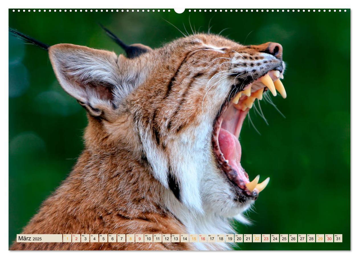 Bild: 9783435118144 | Raubkatze Luchs (Wandkalender 2025 DIN A2 quer), CALVENDO...