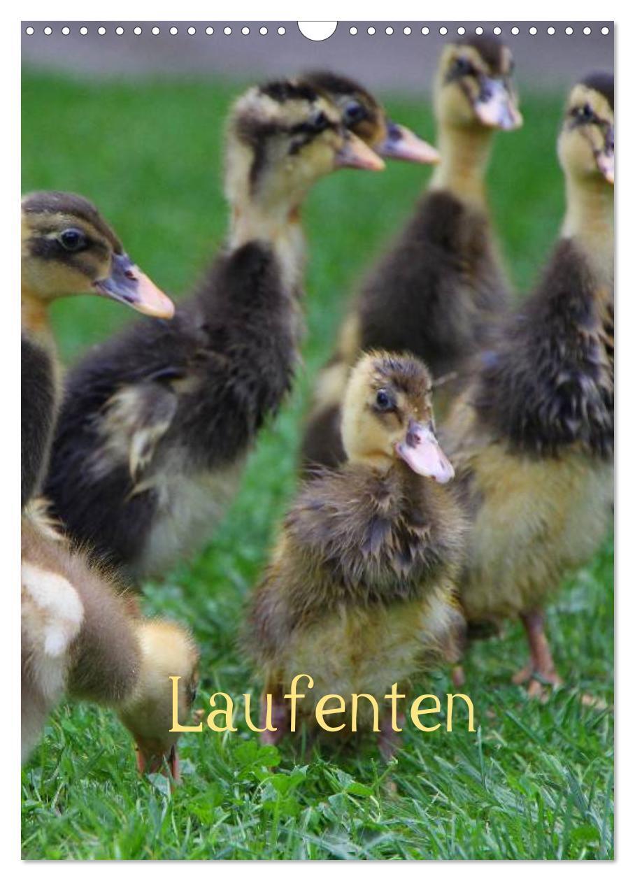 Cover: 9783383638459 | Laufenten (Wandkalender 2024 DIN A3 hoch), CALVENDO Monatskalender