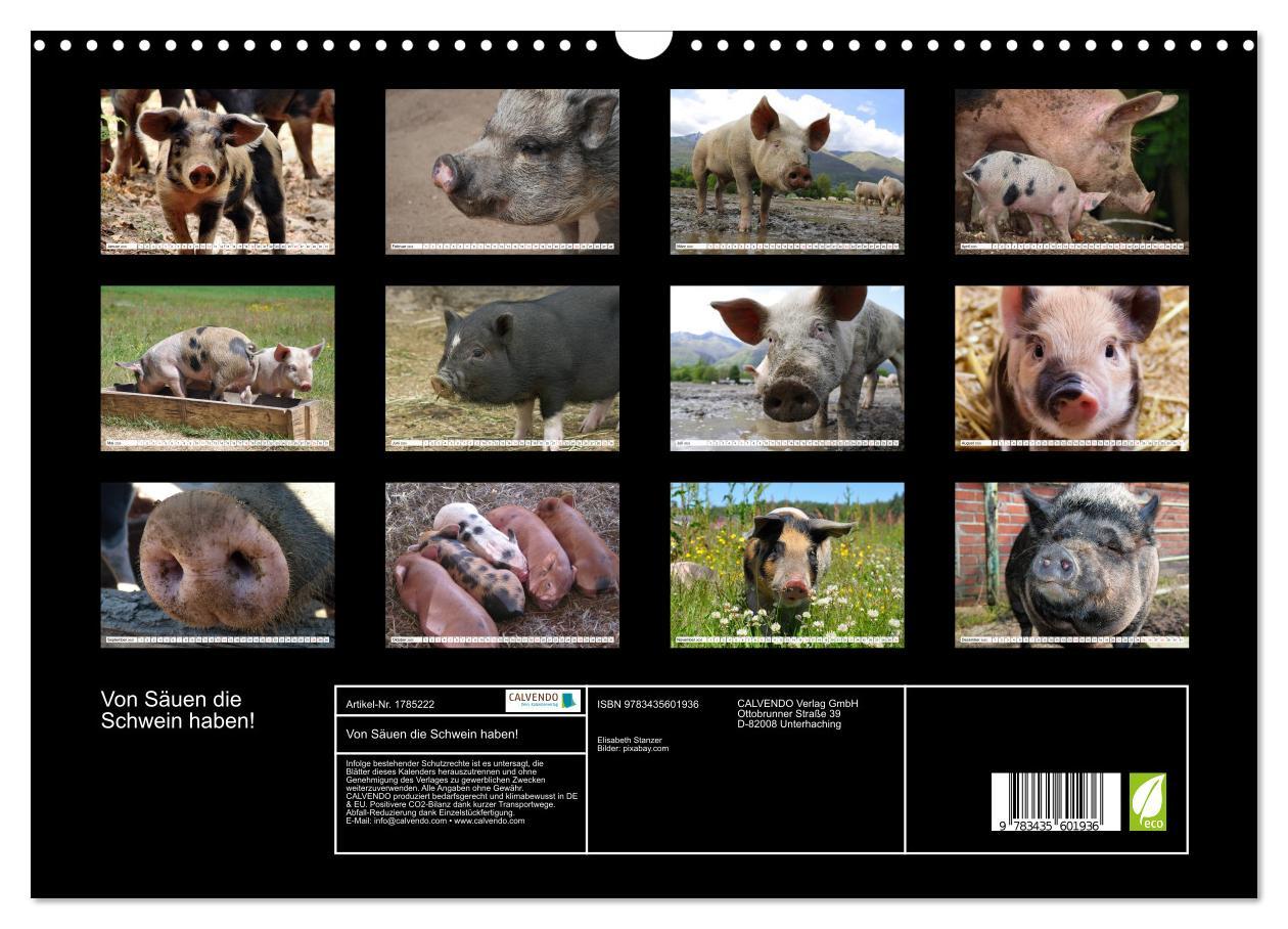 Bild: 9783435601936 | Von Säuen die Schwein haben! (Wandkalender 2025 DIN A3 quer),...