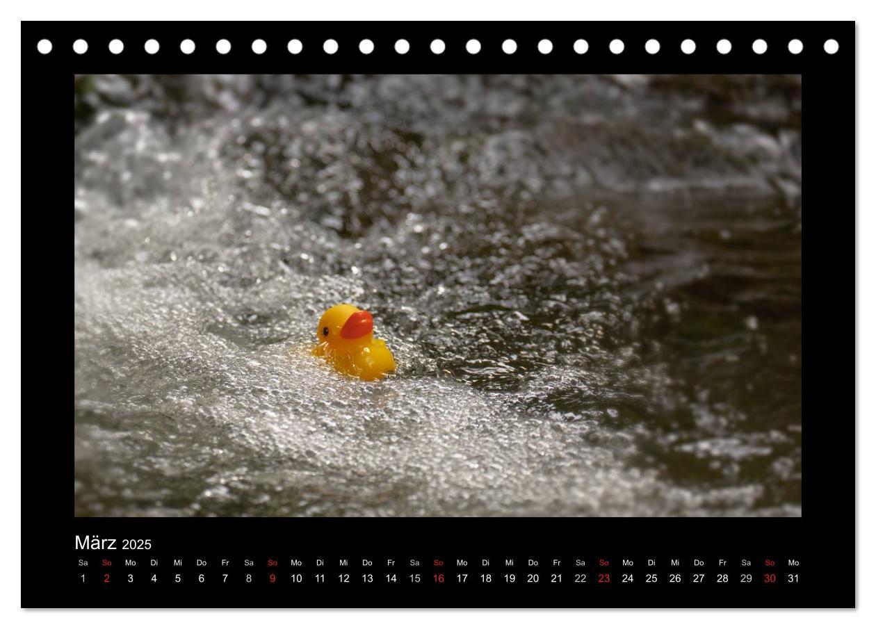 Bild: 9783435691005 | Enten-Rennen (Tischkalender 2025 DIN A5 quer), CALVENDO Monatskalender