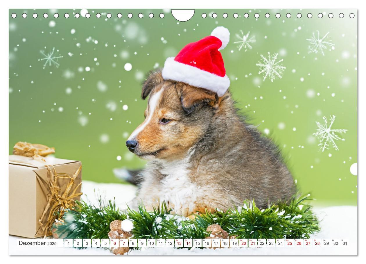 Bild: 9783457169902 | Sheltie - Ein Stück vom Glück (Wandkalender 2025 DIN A4 quer),...