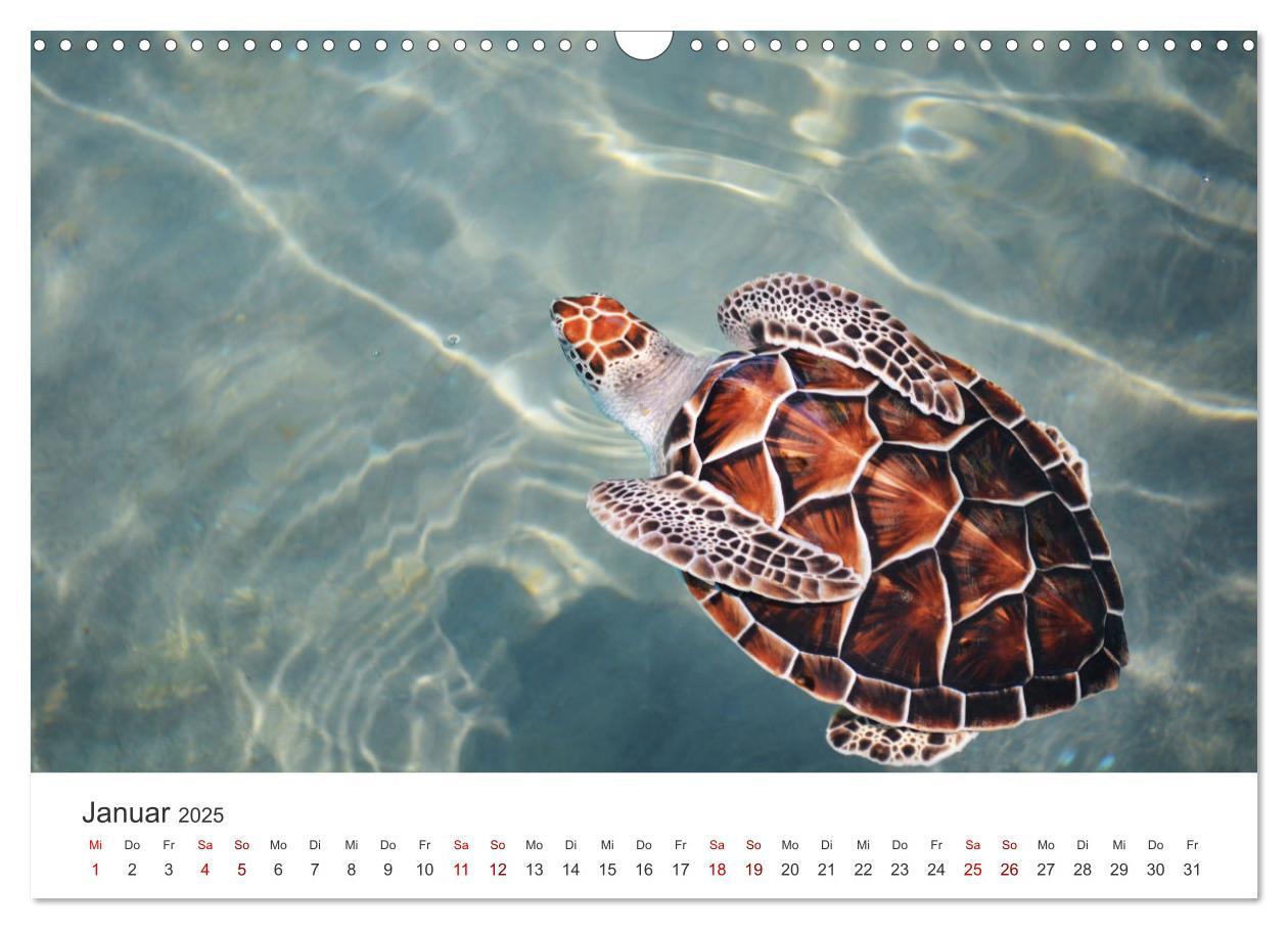 Bild: 9783383997358 | Schildkröten - Die gepanzerten Tiere. (Wandkalender 2025 DIN A3...