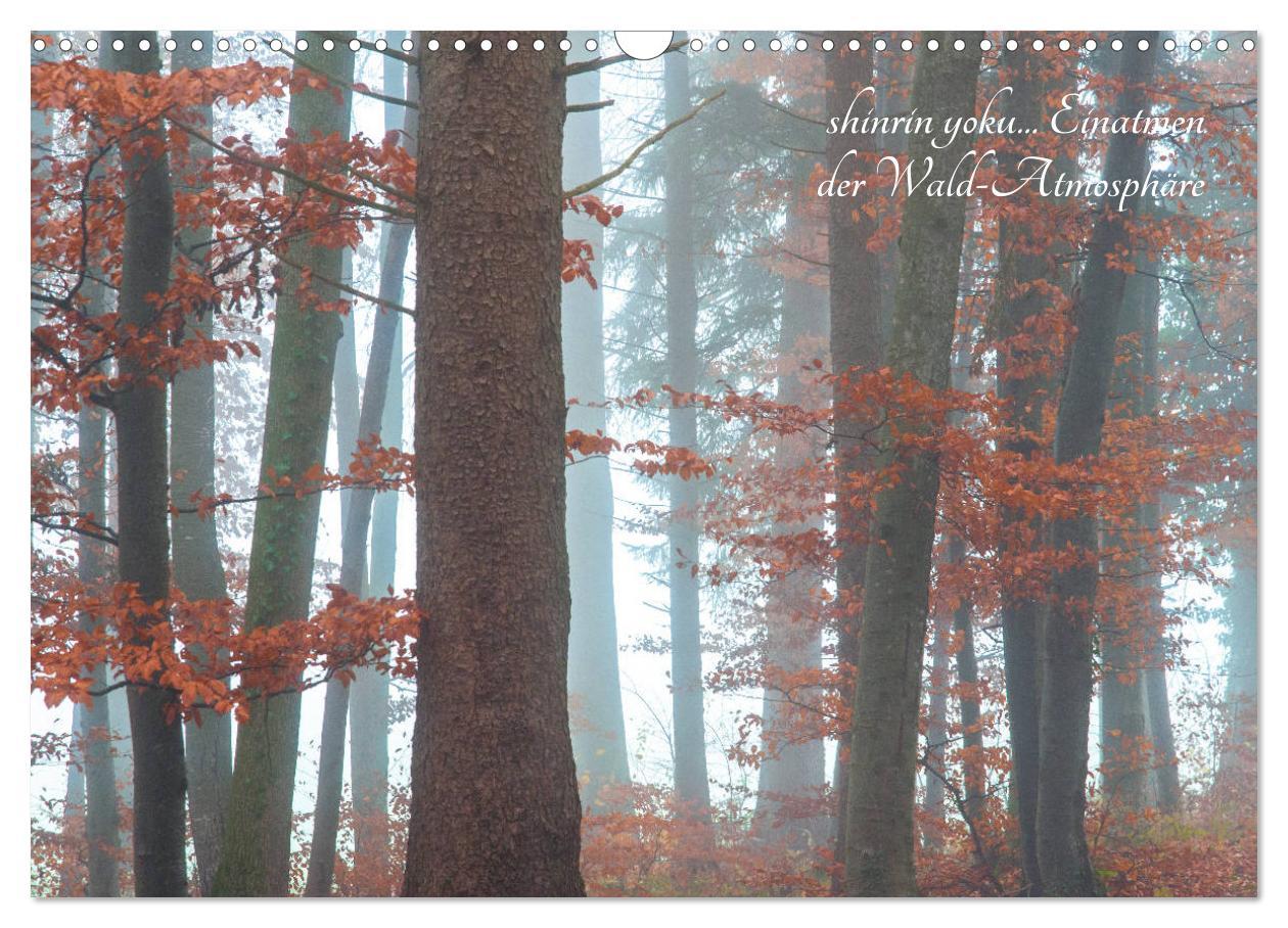 Bild: 9783435301997 | Shinrin yoku - Waldbaden 2025 (Wandkalender 2025 DIN A3 quer),...