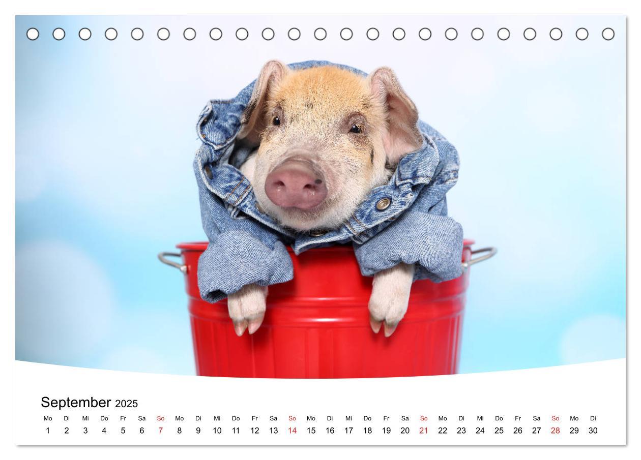 Bild: 9783435332663 | Niedliche Ferkel lovely piglets 2025 (Tischkalender 2025 DIN A5...