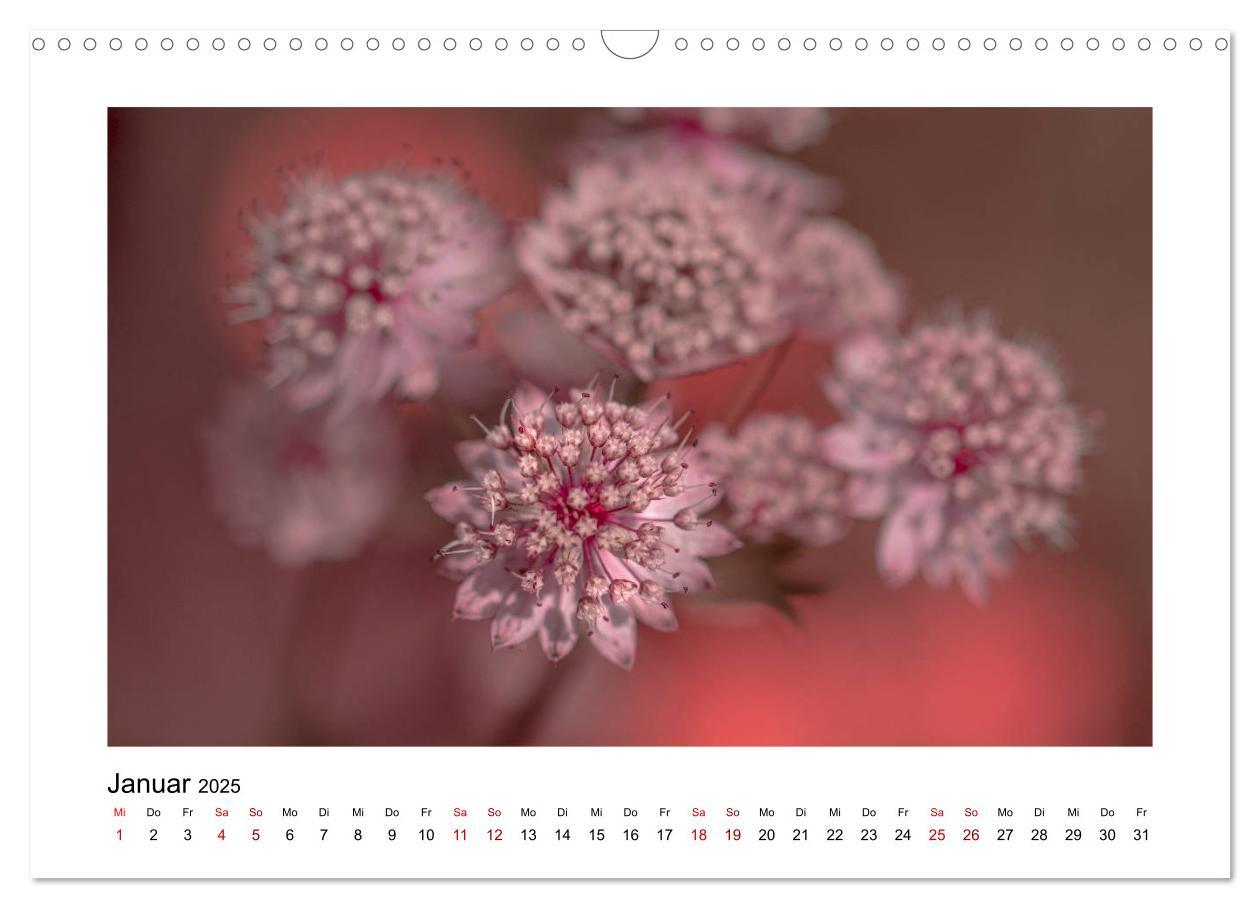 Bild: 9783435251568 | Rosa Blütentraum (Wandkalender 2025 DIN A3 quer), CALVENDO...