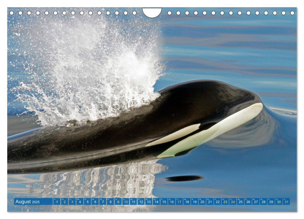 Bild: 9783383846755 | Orcas: Schwarz-weiße Giganten (Wandkalender 2025 DIN A4 quer),...