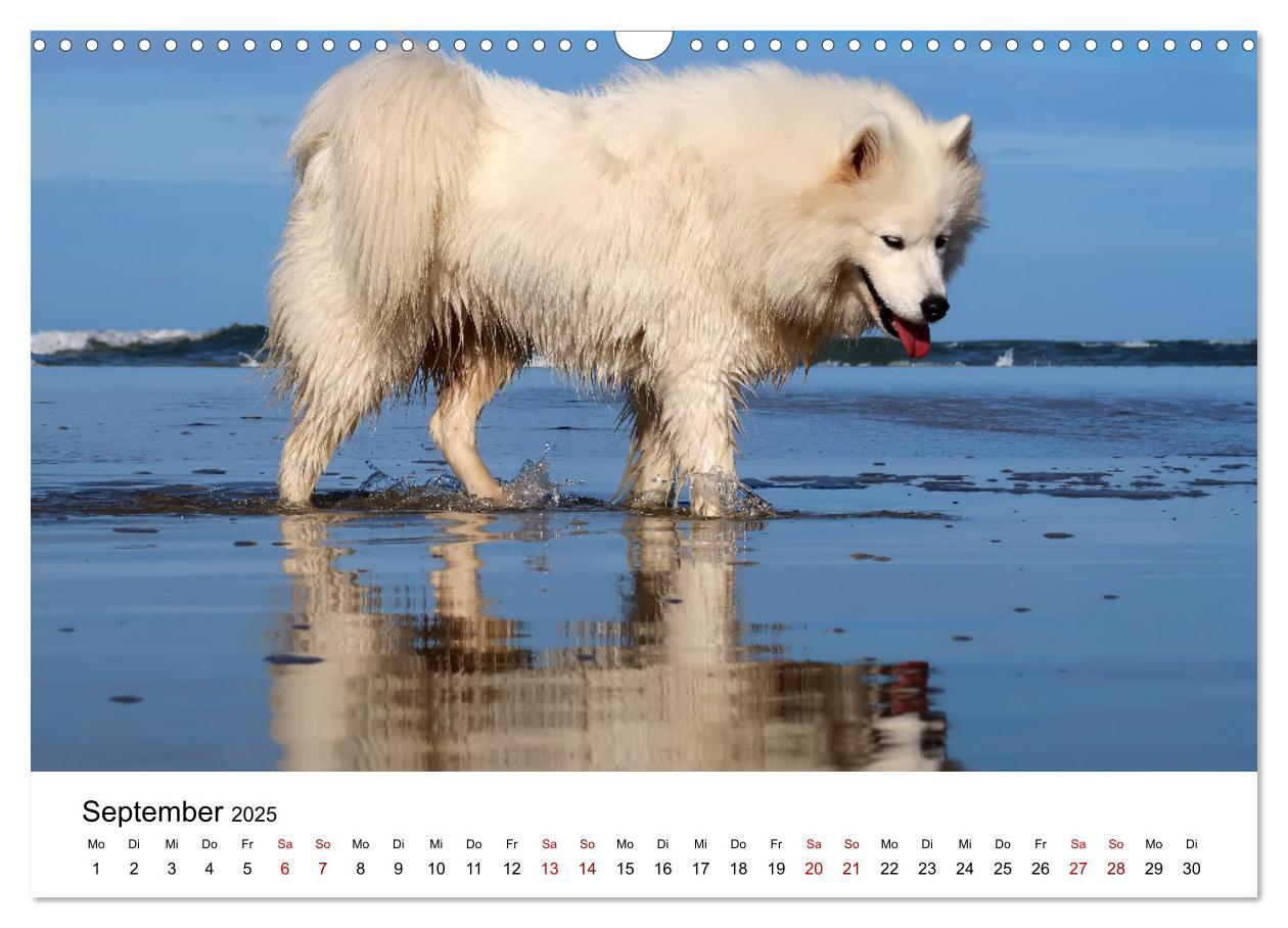 Bild: 9783435016099 | Ein Samojede am Meer (Wandkalender 2025 DIN A3 quer), CALVENDO...