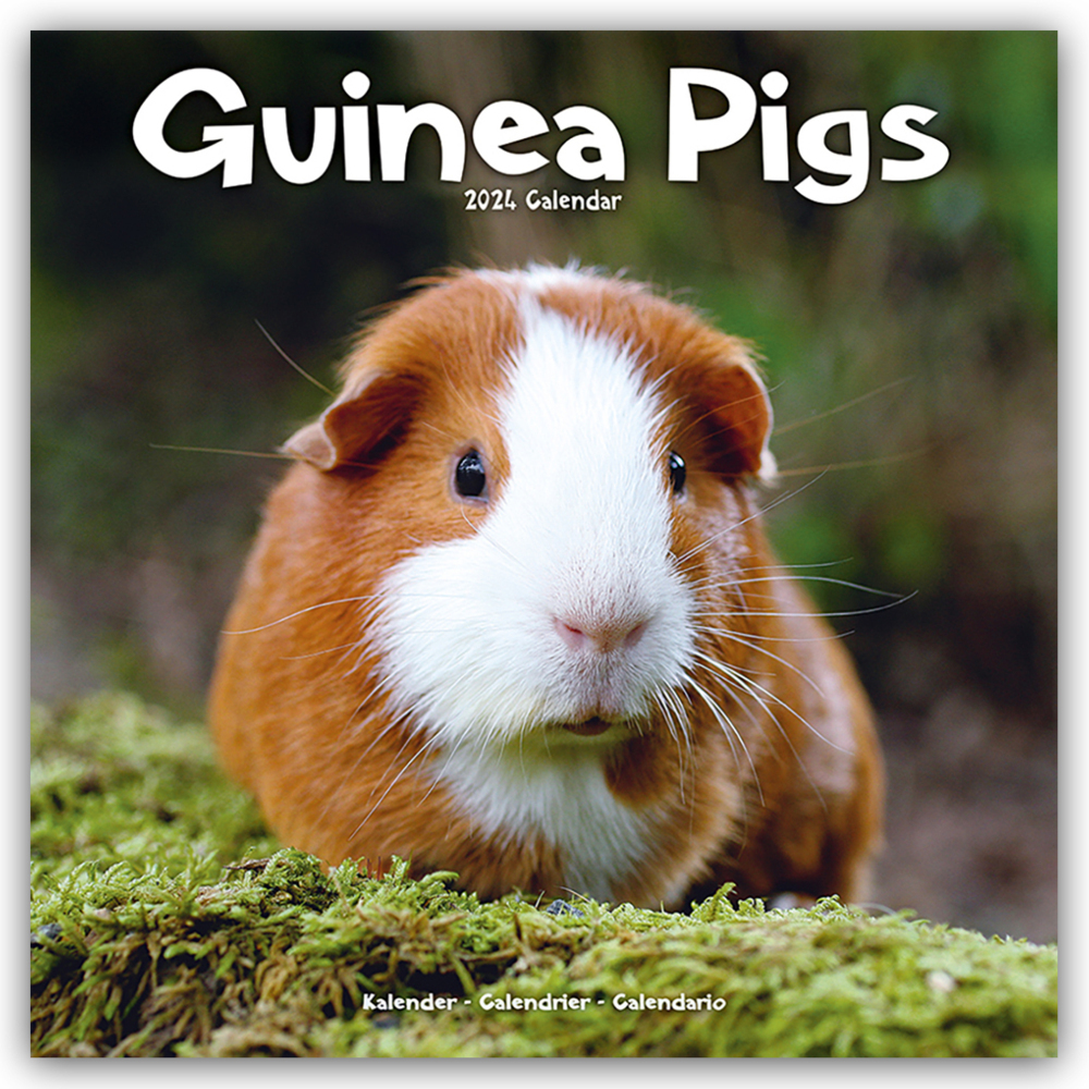 Cover: 9781804601426 | Guinea Pigs - Meerschweinchen 2024 - 16-Monatskalender | Ltd | 13 S.