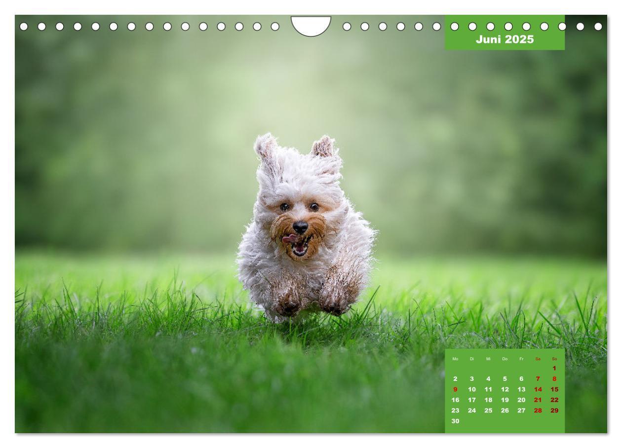 Bild: 9783435034086 | Rocket der Havaneser (Wandkalender 2025 DIN A4 quer), CALVENDO...