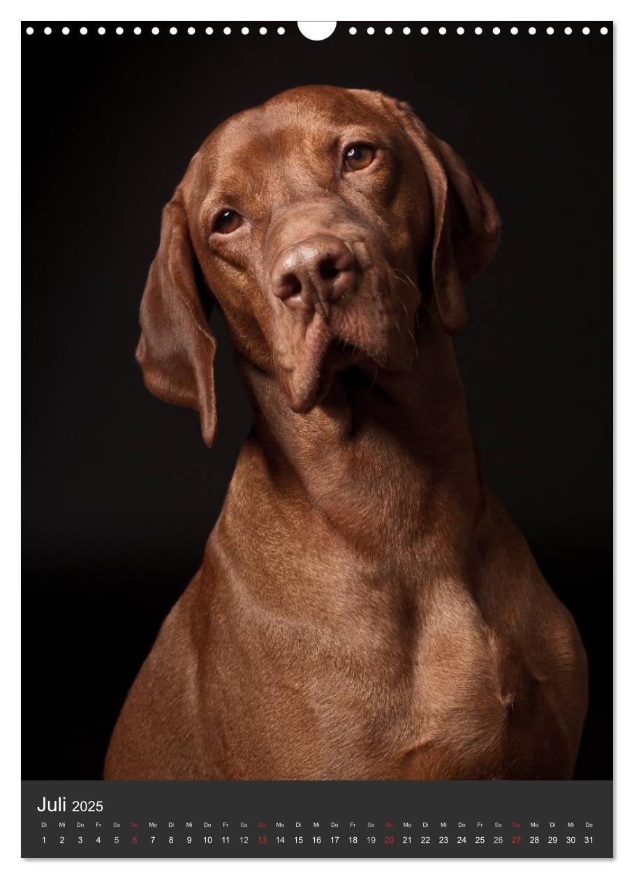 Bild: 9783457015742 | Magyar Vizsla im Portrait (Wandkalender 2025 DIN A3 hoch), CALVENDO...