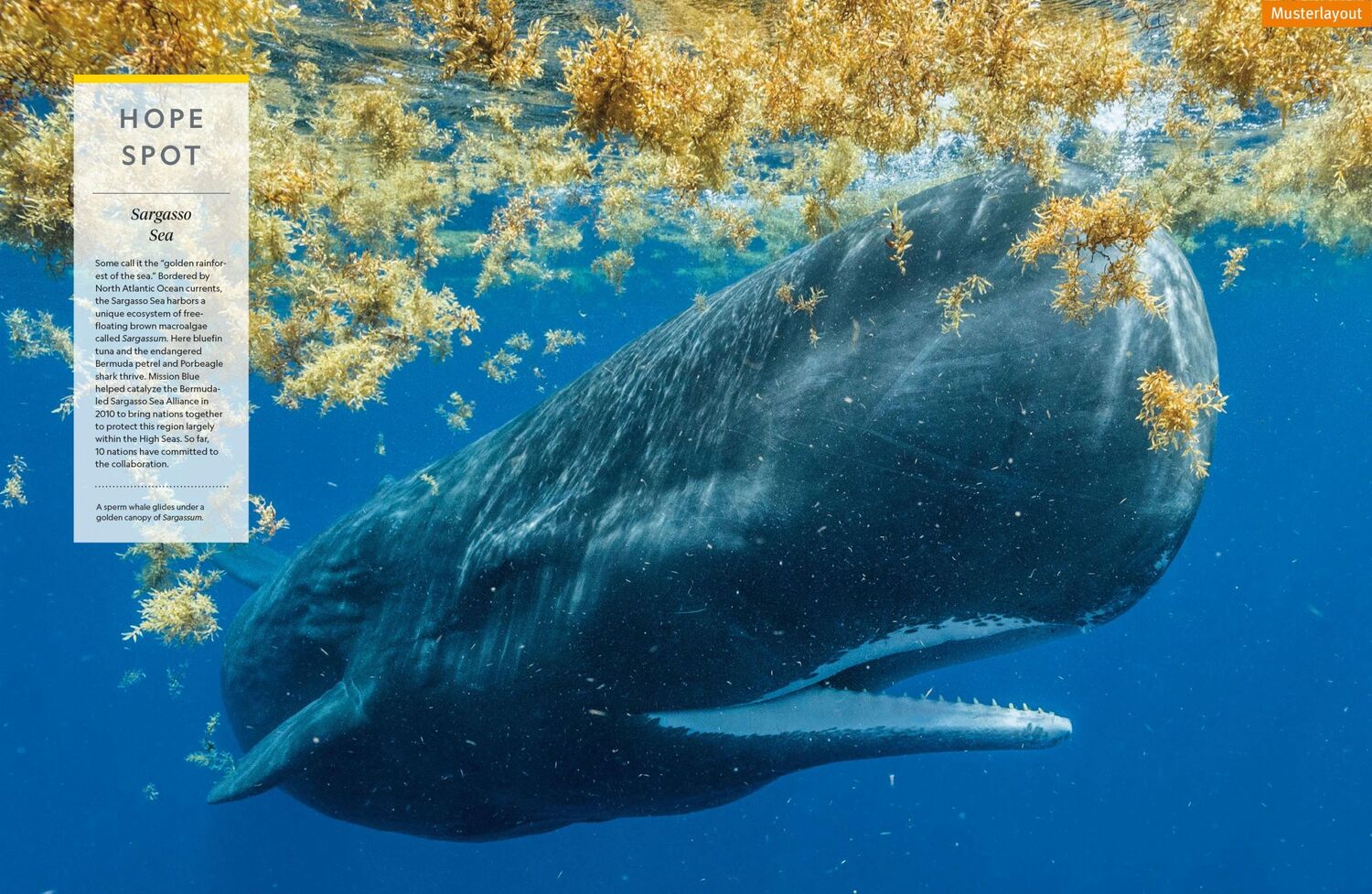 Bild: 9783866907867 | Das große Buch der OZEANE | Sylvia Earle | Buch | 520 S. | Deutsch