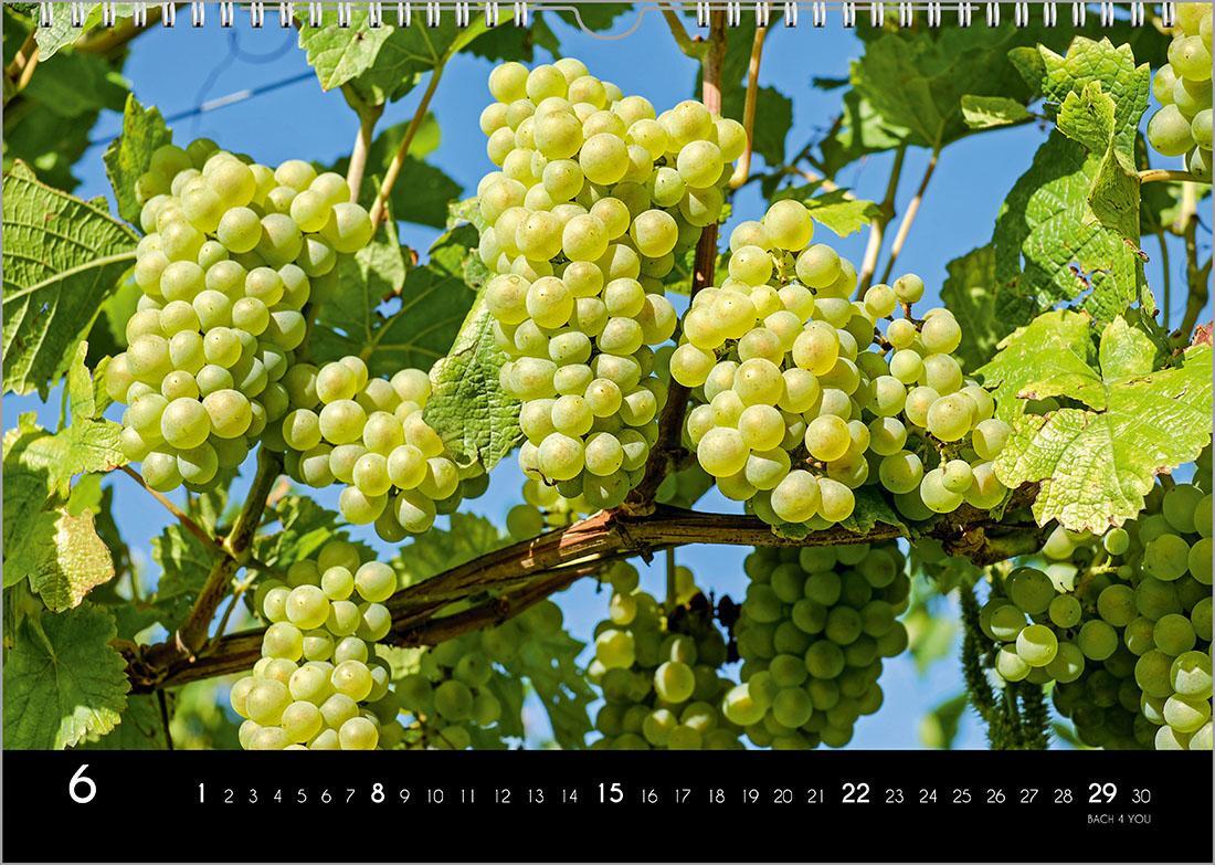 Bild: 9783969031087 | Der Weinkalender 2025, DIN A3 - ein Fotokalender | Peter Bach Jr.