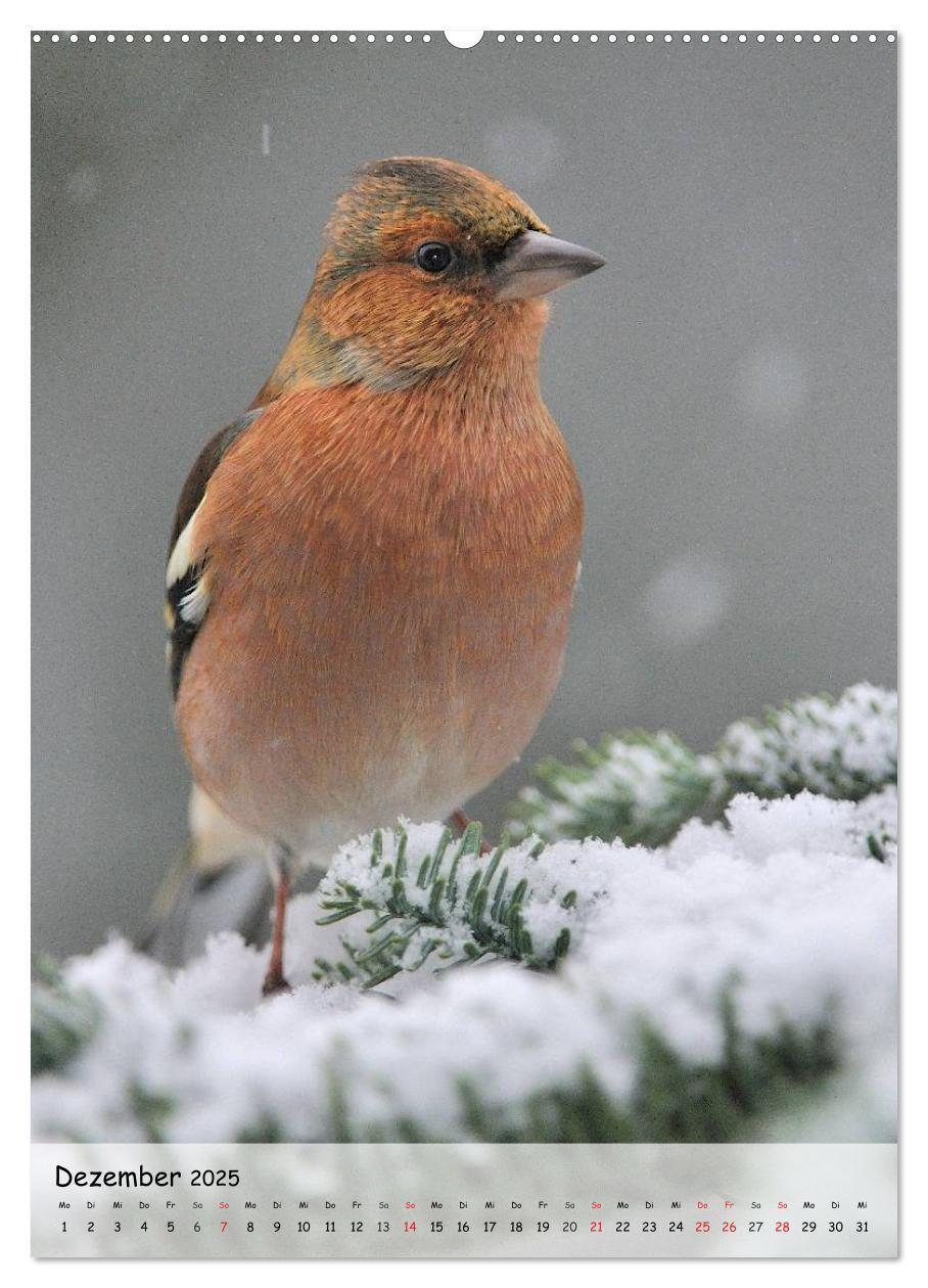 Bild: 9783457042342 | Vögel im heimischen Garten (Wandkalender 2025 DIN A2 hoch),...