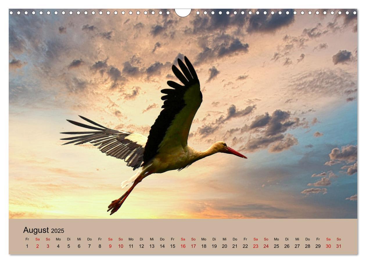 Bild: 9783435019779 | Der Storchenkalender (Wandkalender 2025 DIN A3 quer), CALVENDO...