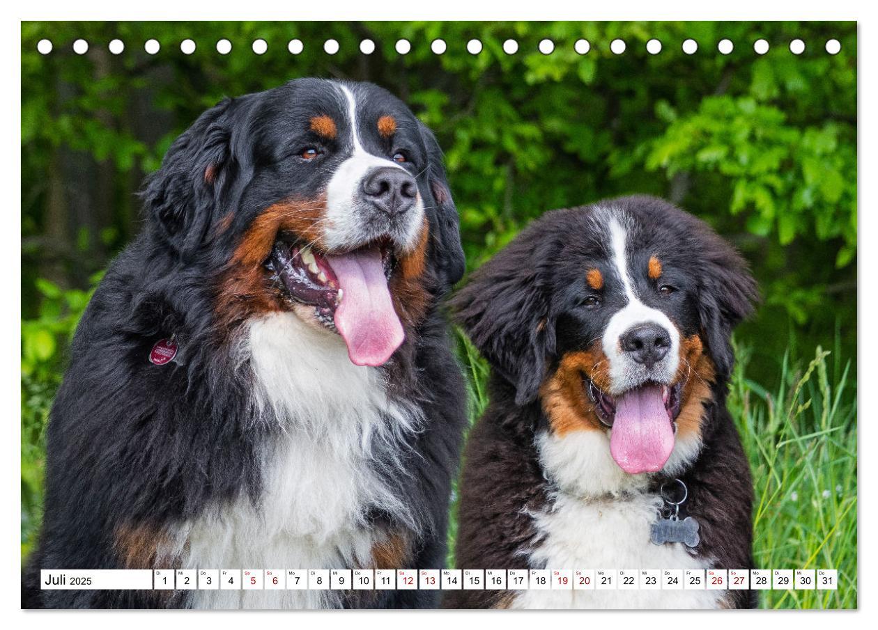 Bild: 9783383924279 | Berner Sennenhund - Eine Liebe für´s Leben (Tischkalender 2025 DIN...