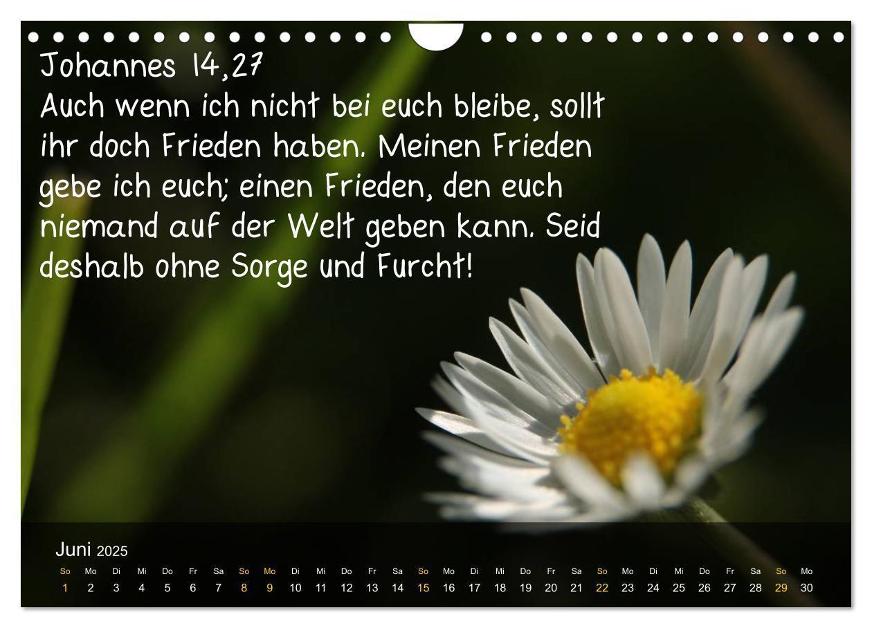 Bild: 9783435768240 | Schöpfung im Licht (Wandkalender 2025 DIN A4 quer), CALVENDO...