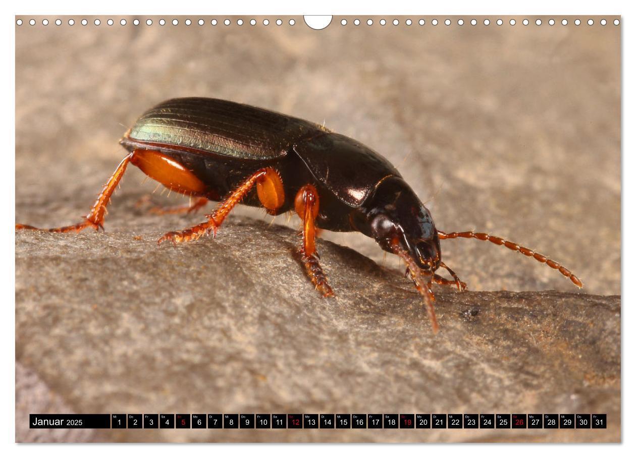 Bild: 9783435076949 | LAUFKÄFER - CARABIDAE (Wandkalender 2025 DIN A3 quer), CALVENDO...