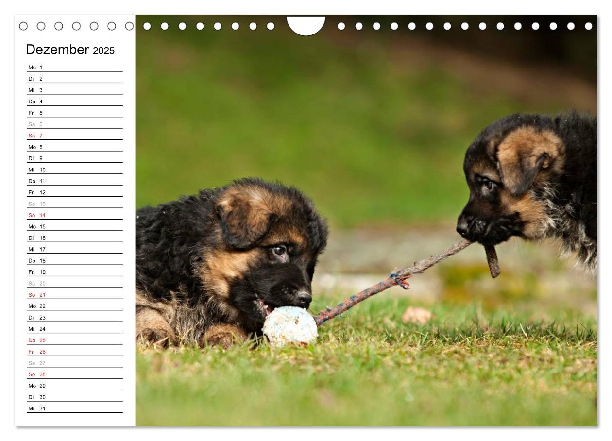 Bild: 9783435474912 | Deutscher Schäferhund - Welpen (Wandkalender 2025 DIN A4 quer),...