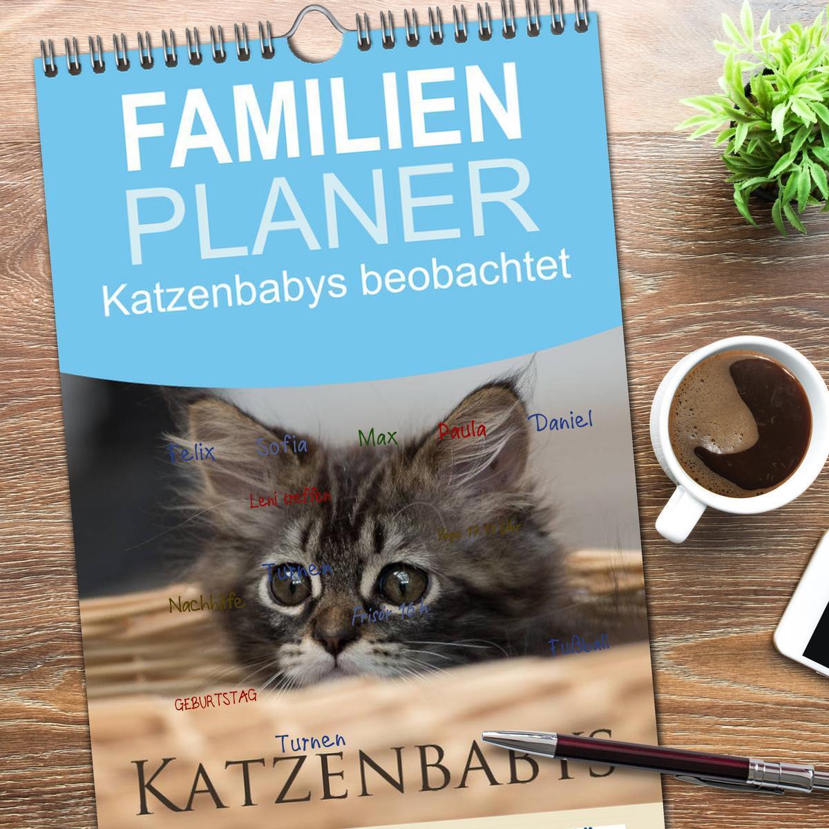 Bild: 9783457115794 | Familienplaner 2025 - Katzenbabys beobachtet mit 5 Spalten...