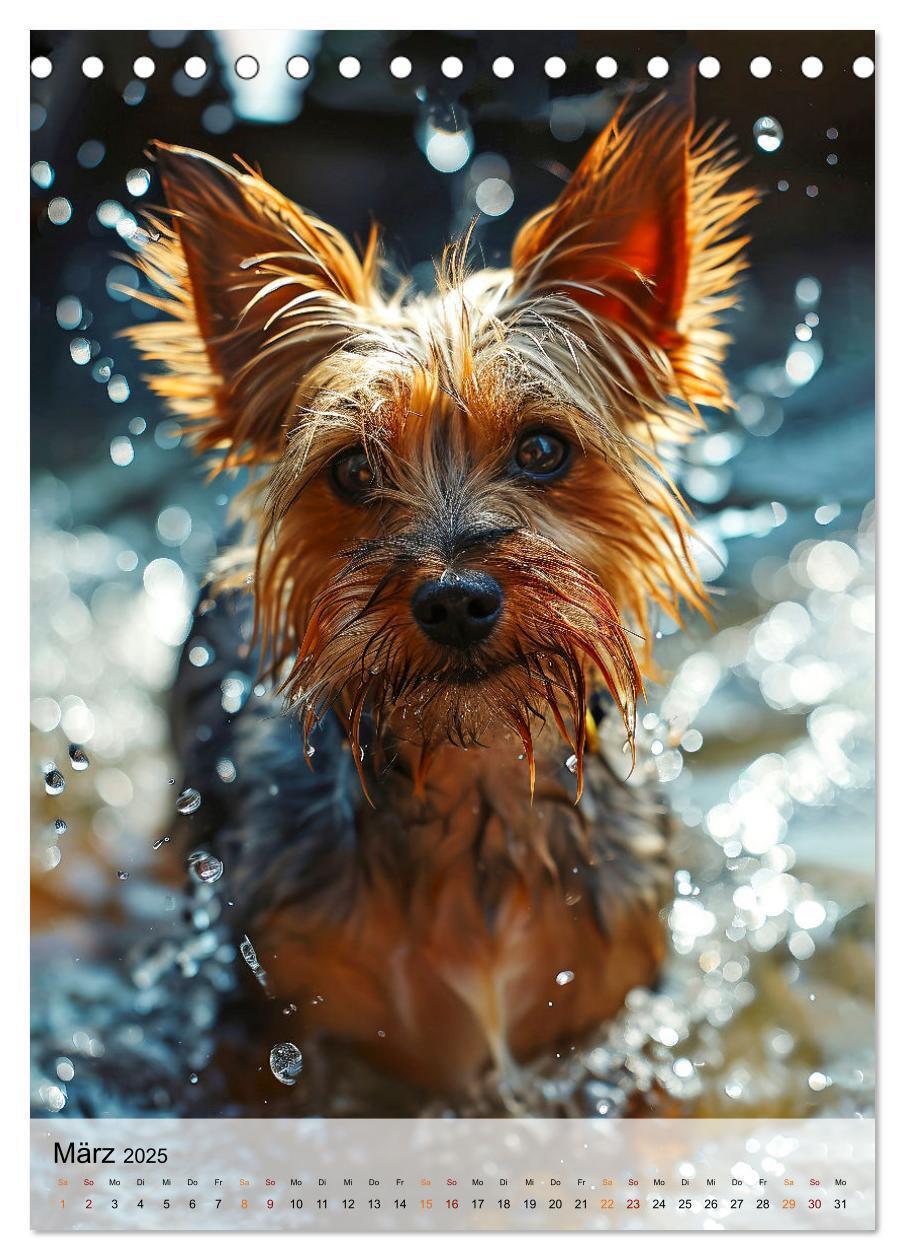 Bild: 9783383771743 | Yorkshire Terrier - ein Hund mit starkem Charakter (Tischkalender...