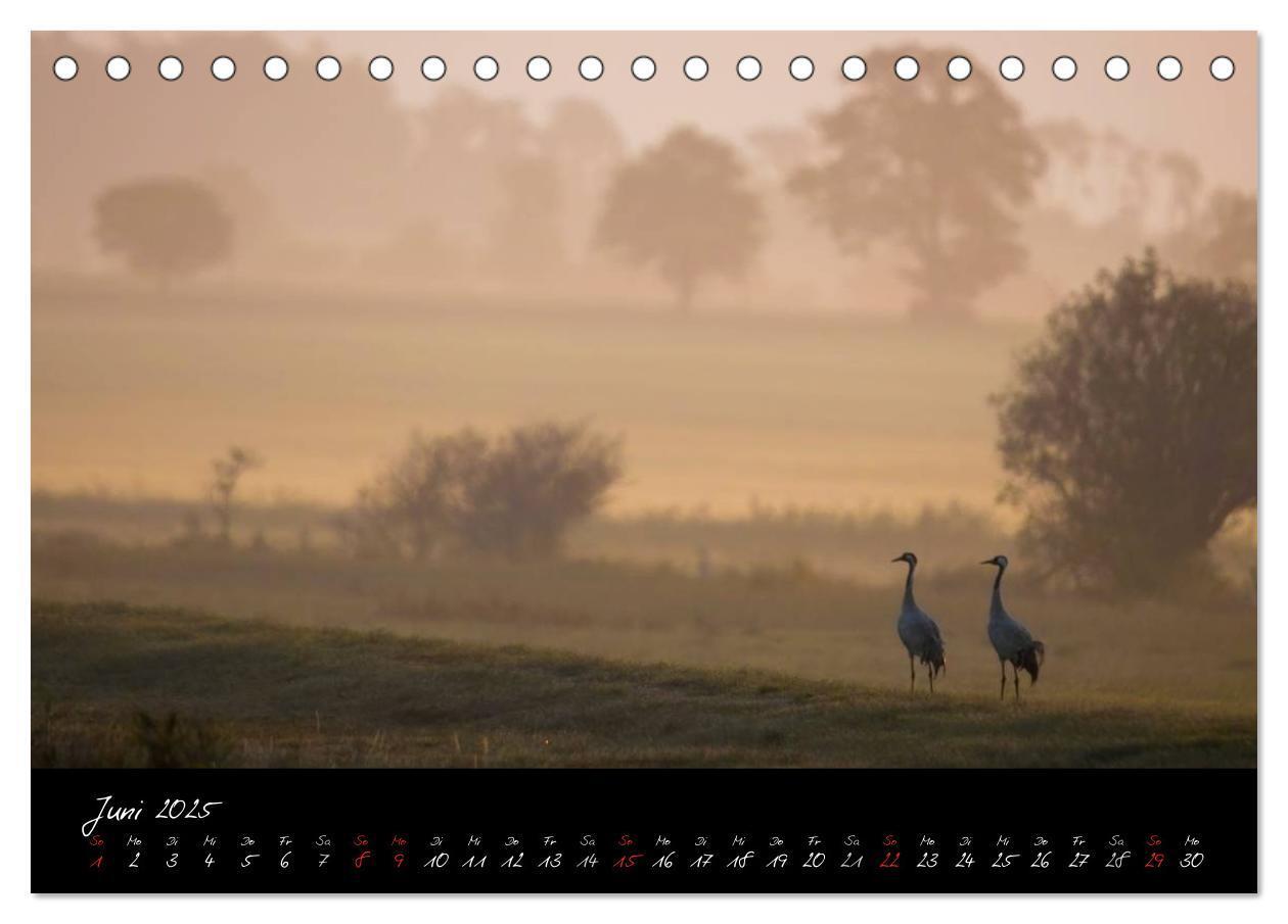 Bild: 9783435808489 | Kraniche - Vögel des Glücks (Tischkalender 2025 DIN A5 quer),...