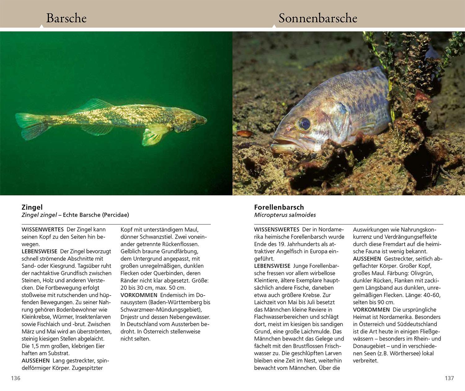 Bild: 9783440179796 | Welcher Fisch ist das? | Matthias Bergbauer | Taschenbuch | 160 S.