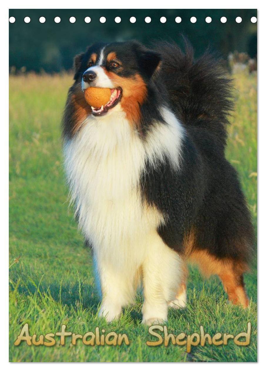 Cover: 9783457079331 | Australian Shepherd (Tischkalender 2025 DIN A5 hoch), CALVENDO...