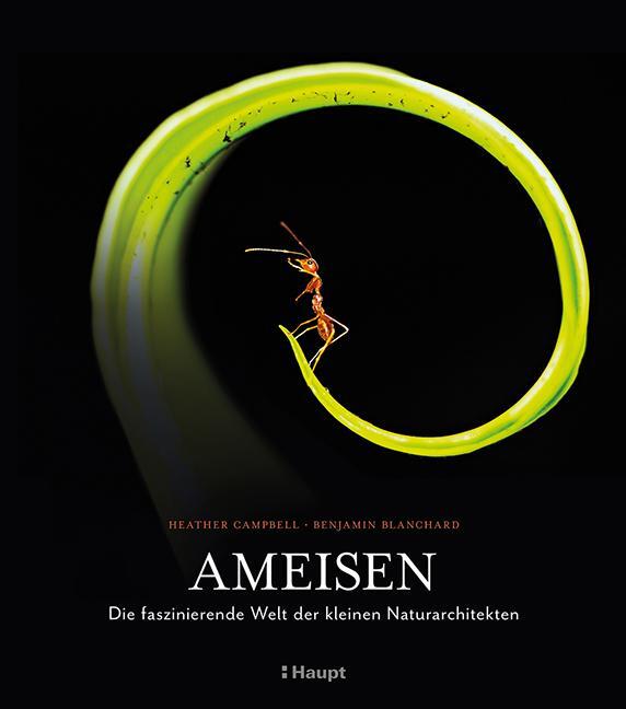 Cover: 9783258083742 | Ameisen | Die faszinierende Welt der kleinen Naturarchitekten | Buch