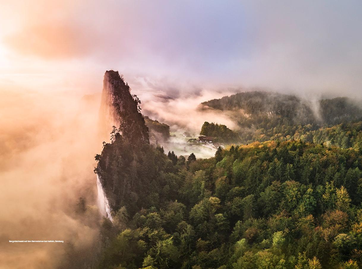 Bild: 9783710901416 | Der Alpenwald | Eine Natur- und Kulturbeschreibung aus 20 Perspektiven
