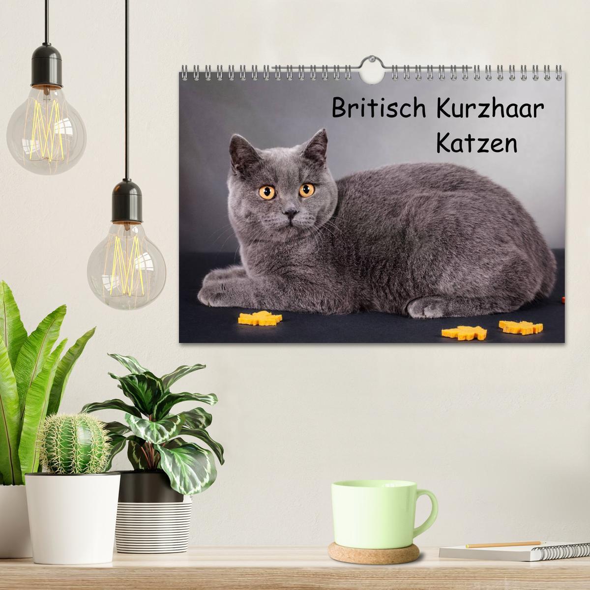 Bild: 9783435833924 | Britisch Kurzhaar Katzen (Wandkalender 2025 DIN A4 quer), CALVENDO...