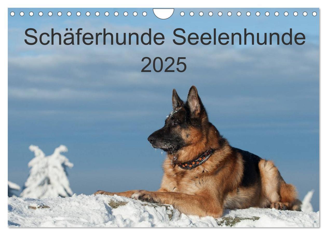 Cover: 9783435495931 | Schäferhunde Seelenhunde (Wandkalender 2025 DIN A4 quer), CALVENDO...