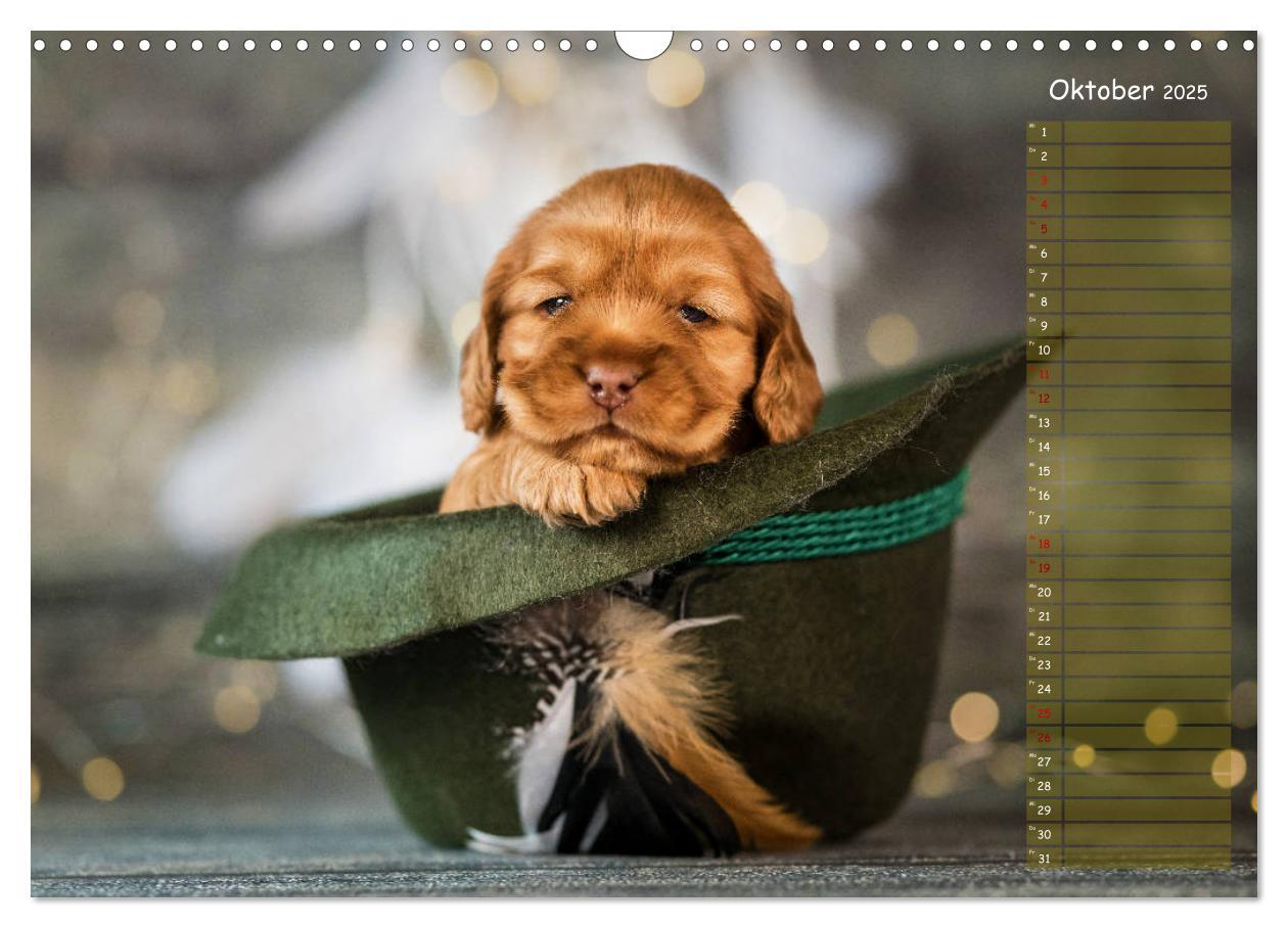 Bild: 9783435119509 | English Cocker Spaniel Welpen (Wandkalender 2025 DIN A3 quer),...