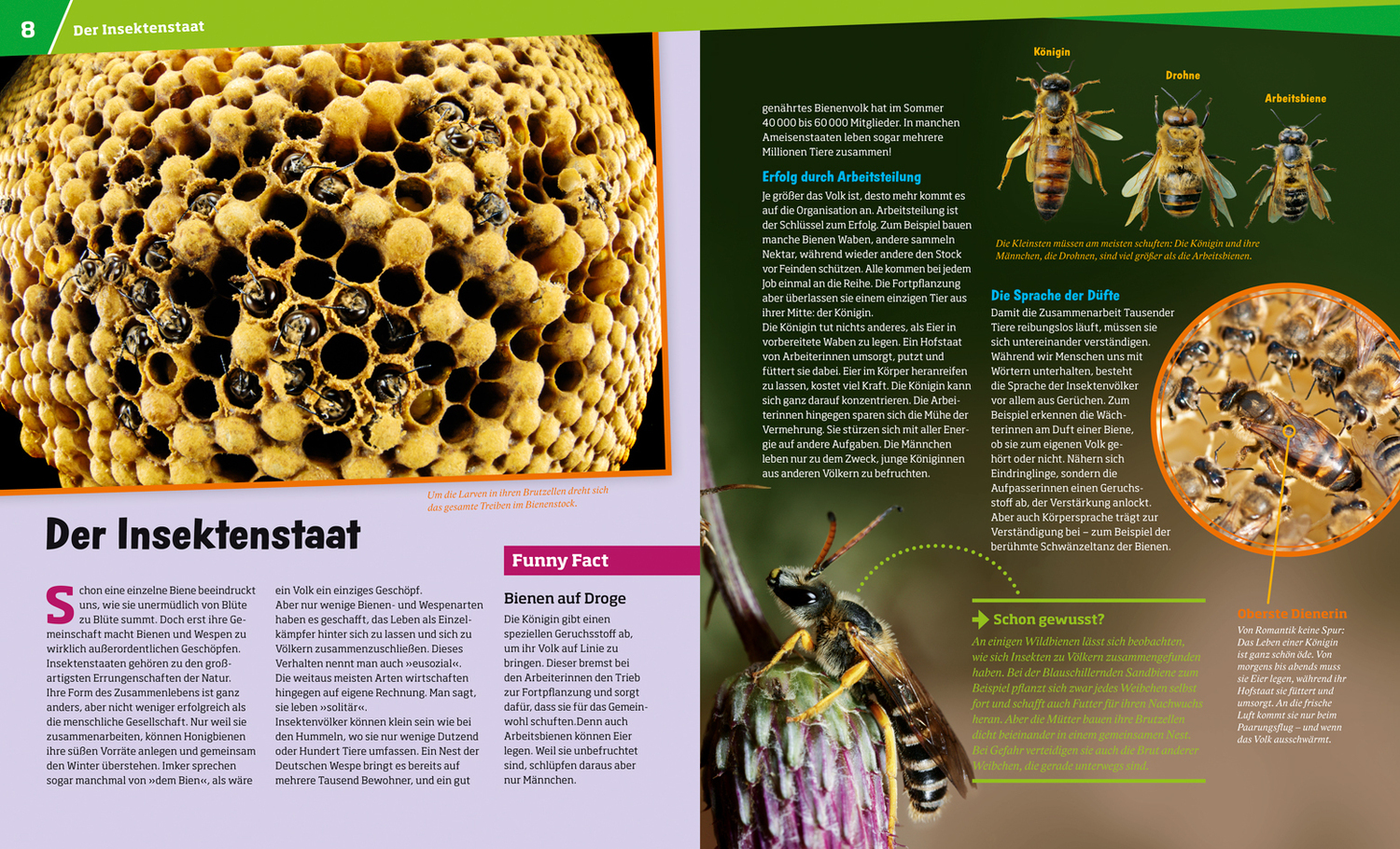 Bild: 9783788620721 | WAS IST WAS Band 19 Bienen und Wespen | Alexandra Rigos | Buch | 2024