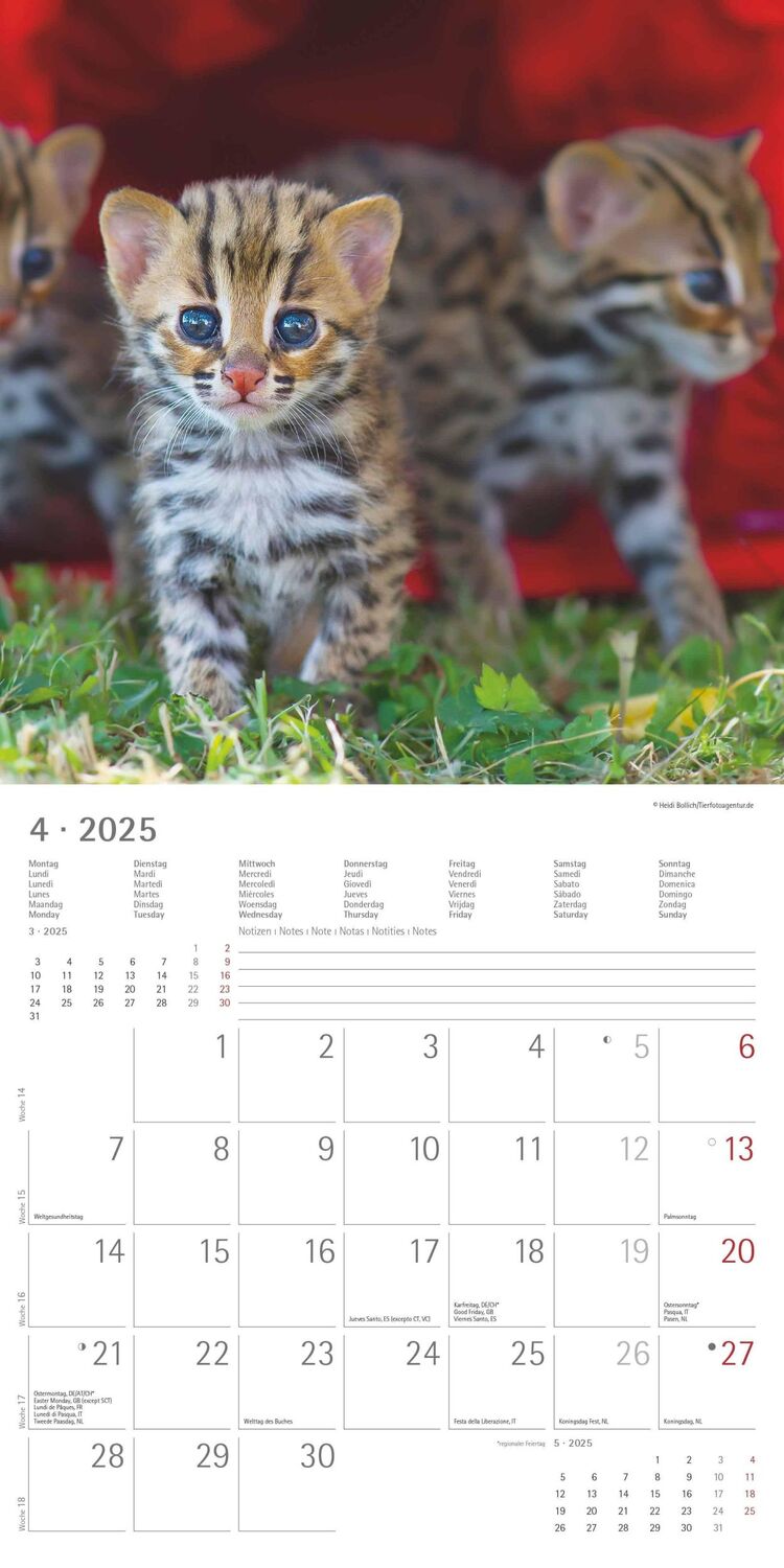 Bild: 4251732340681 | Katzenbabys 2025 - Broschürenkalender 30x30 cm (30x60 geöffnet) -...