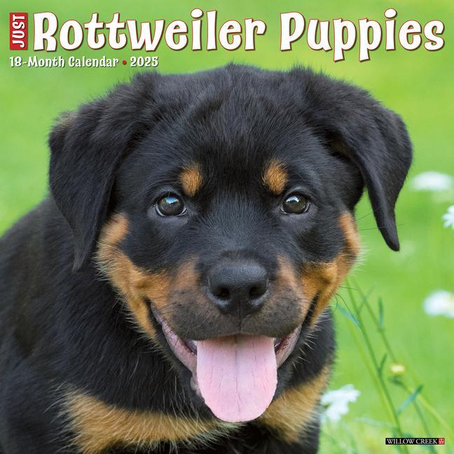 Cover: 9781549244681 | Just Rottweiler Puppies 2025 12 X 12 Wall Calendar | Press | Kalender