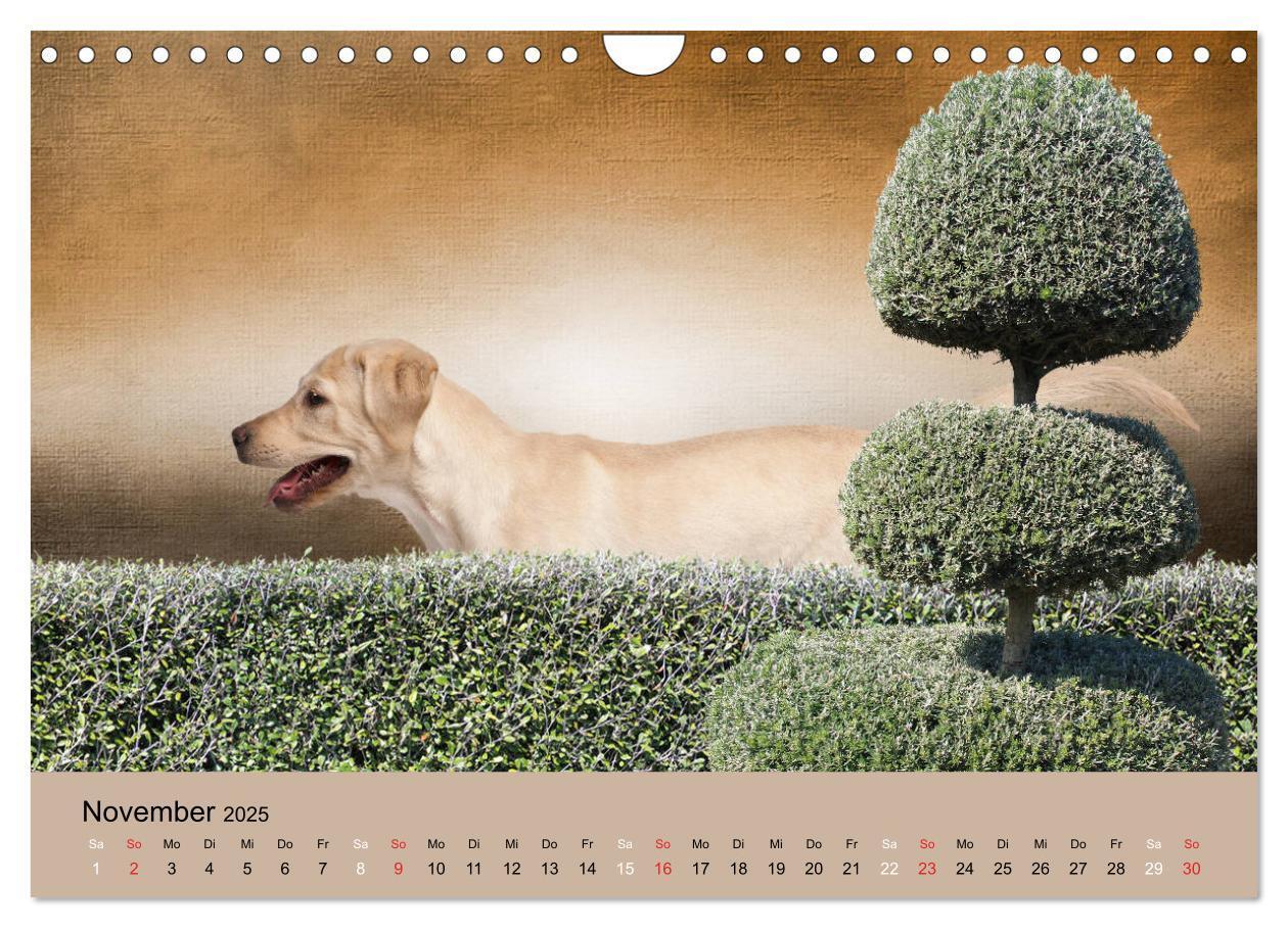 Bild: 9783435161805 | Labrador Retriever unsere Freunde (Wandkalender 2025 DIN A4 quer),...