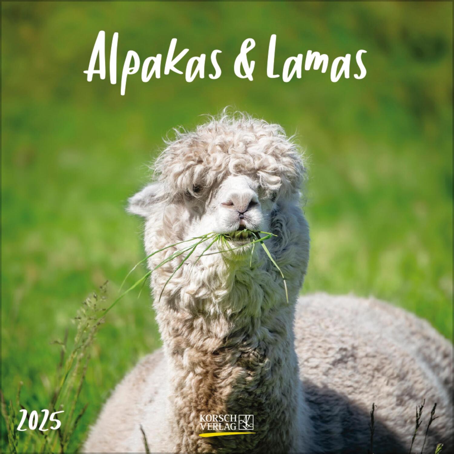 Cover: 9783731875581 | Alpakas und Lamas 2025 | Verlag Korsch | Kalender | 13 S. | Deutsch